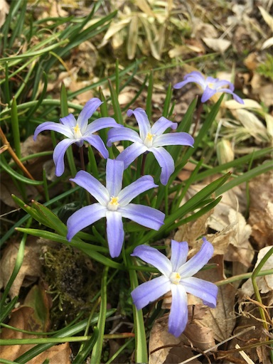f:id:hukunekox:20190414152927j:image