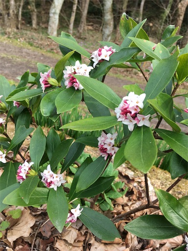 f:id:hukunekox:20190414152932j:image