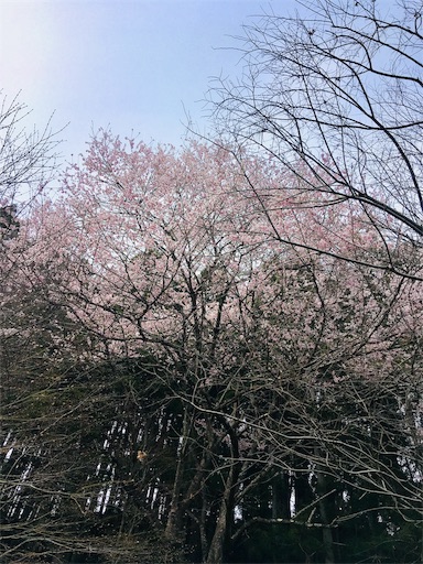 f:id:hukunekox:20190414152936j:image