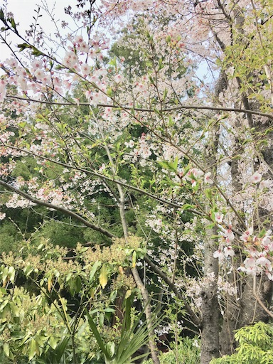 f:id:hukunekox:20190417180505j:image