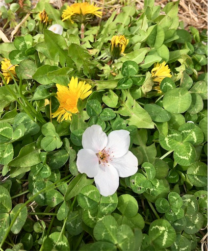 f:id:hukunekox:20190417181759j:image