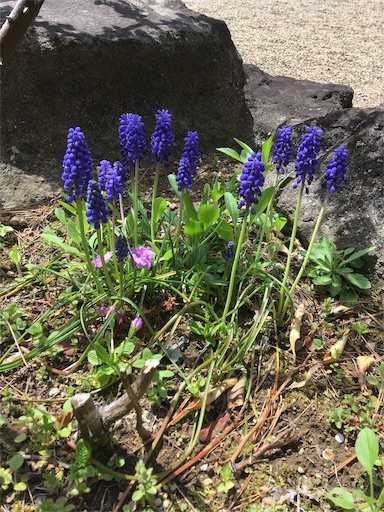 f:id:hukunekox:20190420183548j:image f:id:hukunekox:20190420183548j:image