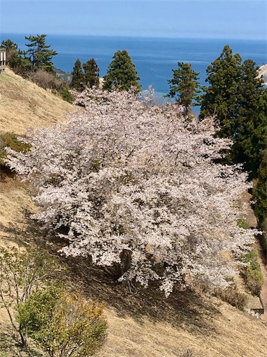 f:id:hukunekox:20190421130901j:image f:id:hukunekox:20190421130901j:image
