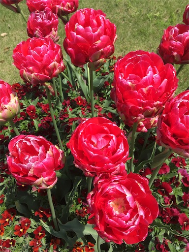 f:id:hukunekox:20190516192749j:image