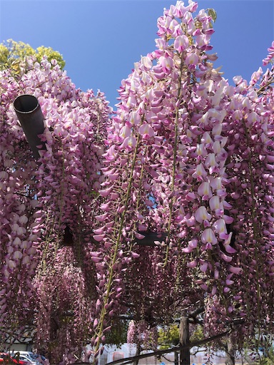 f:id:hukunekox:20190516194939j:image