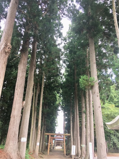 f:id:hukunekox:20190714224618j:image f:id:hukunekox:20190714224618j:image