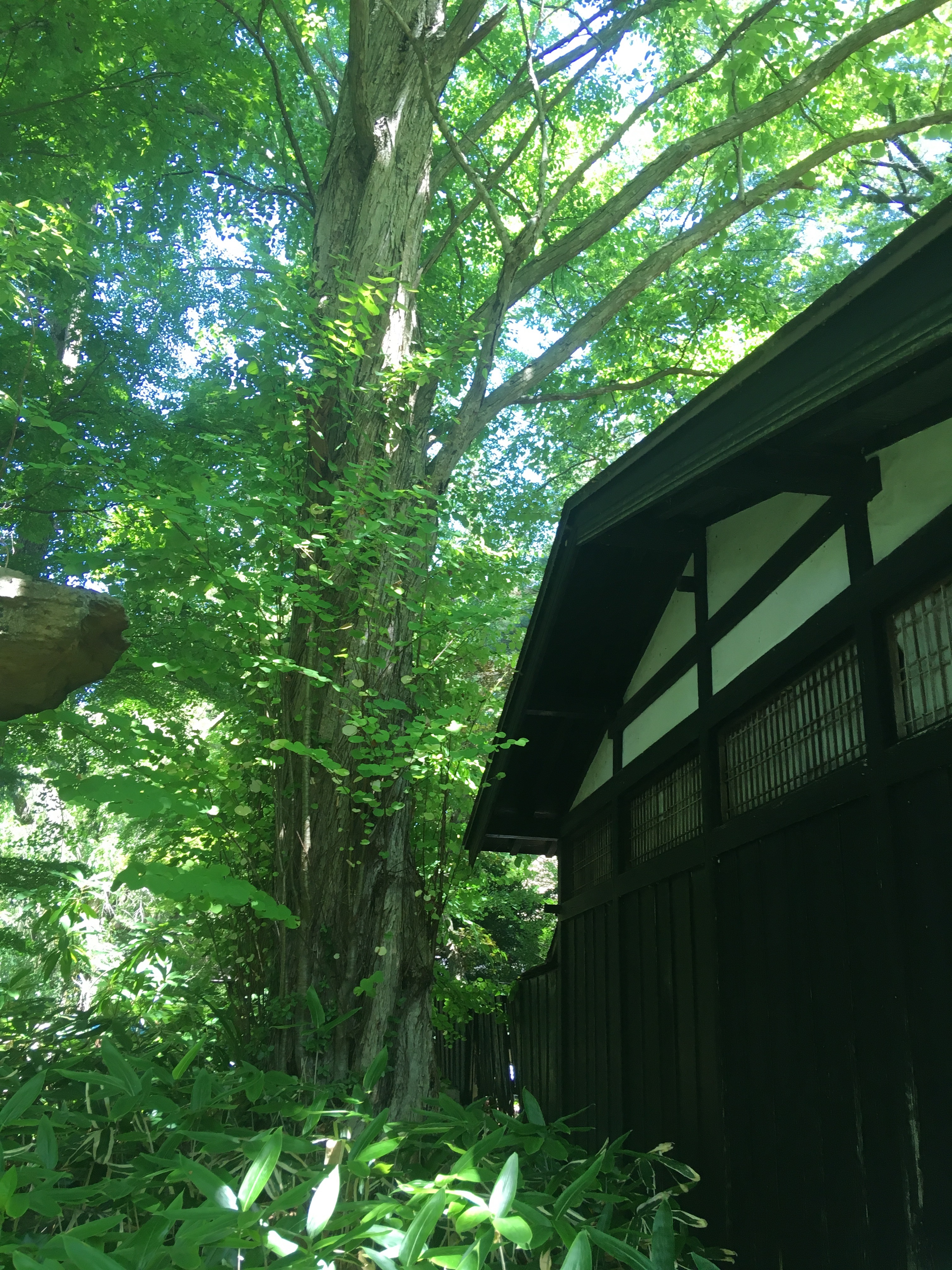 f:id:hukunekox:20190716172306j:image