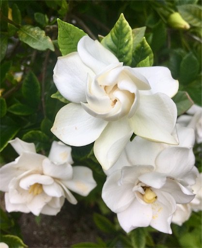 f:id:hukunekox:20190722104021j:image
