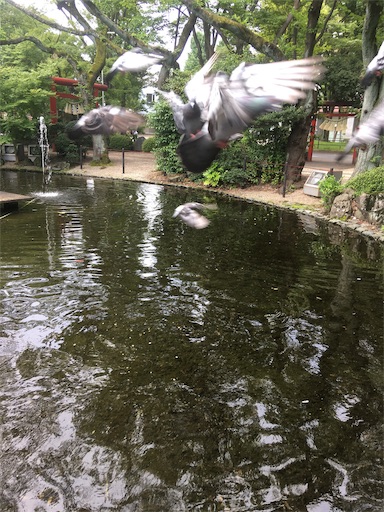 f:id:hukunekox:20190723143845j:image
