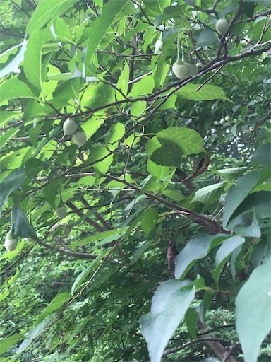 f:id:hukunekox:20190805122812j:image