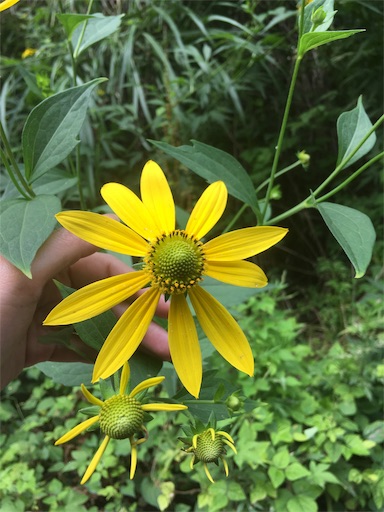 f:id:hukunekox:20190805122823j:image