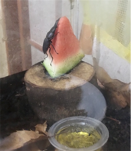 f:id:hukunekox:20190817154352j:image