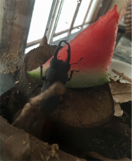 f:id:hukunekox:20190818193225j:image