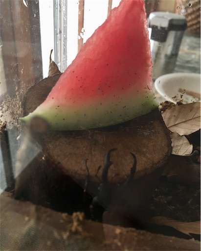 f:id:hukunekox:20190818194534j:image