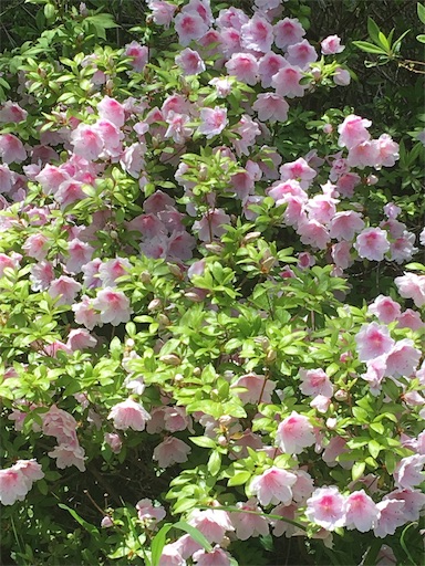 f:id:hukunekox:20190819152616j:image