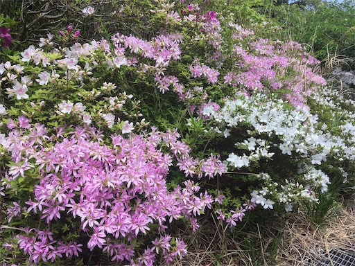 f:id:hukunekox:20190819152618j:image