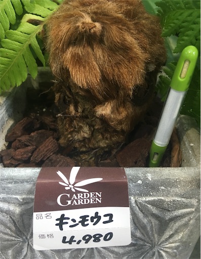 f:id:hukunekox:20190906011526j:image