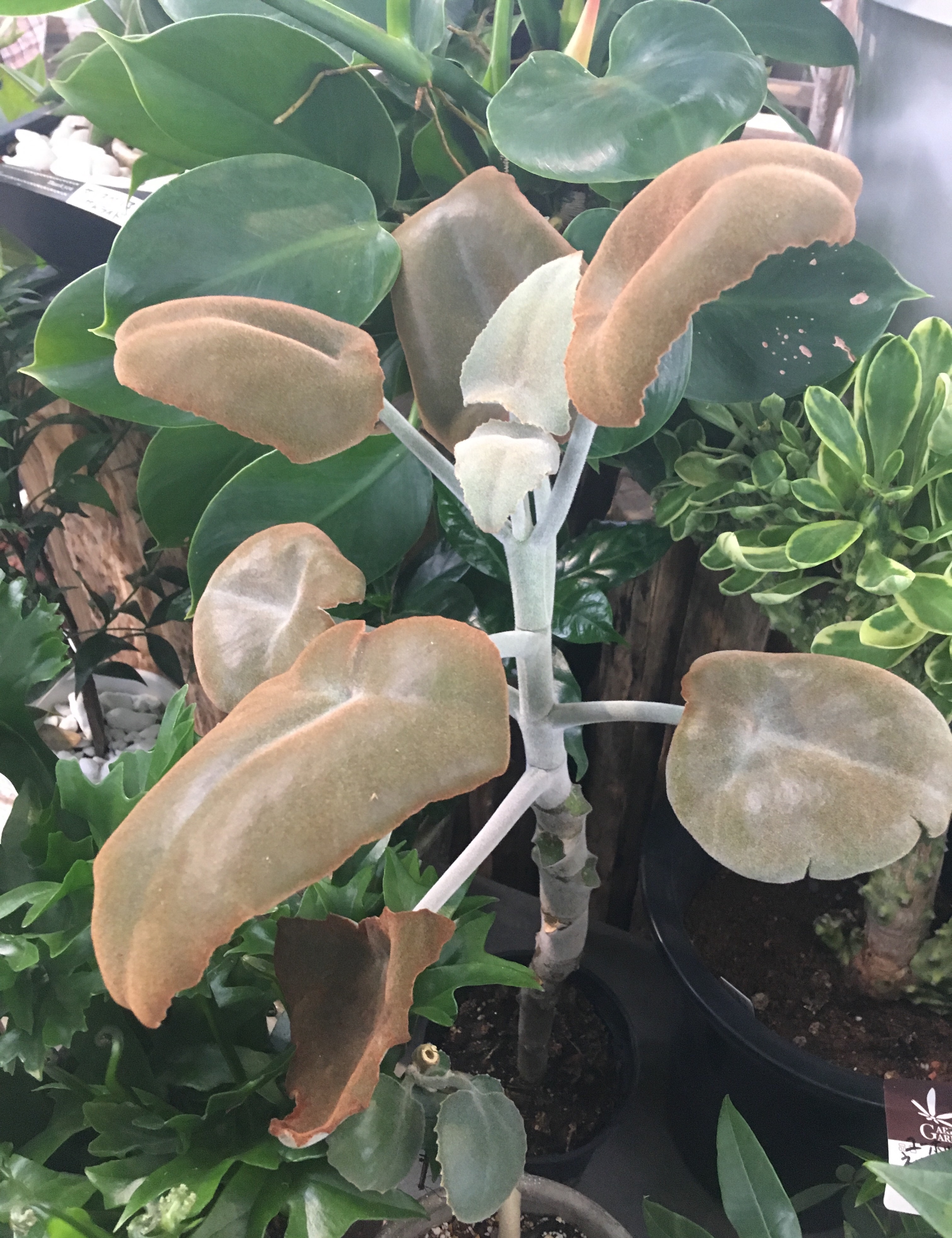 f:id:hukunekox:20190906013859j:image