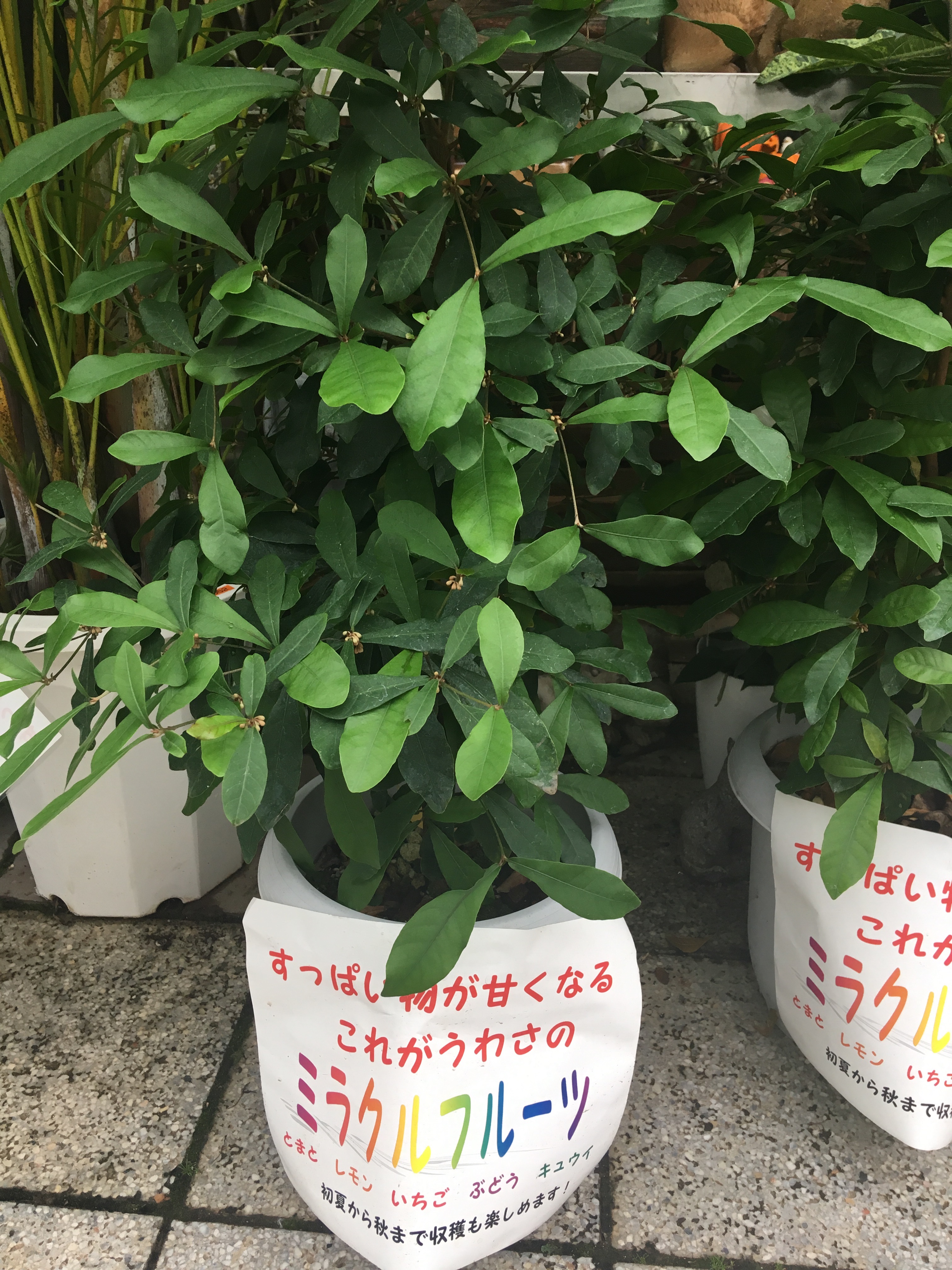 f:id:hukunekox:20190909225112j:image