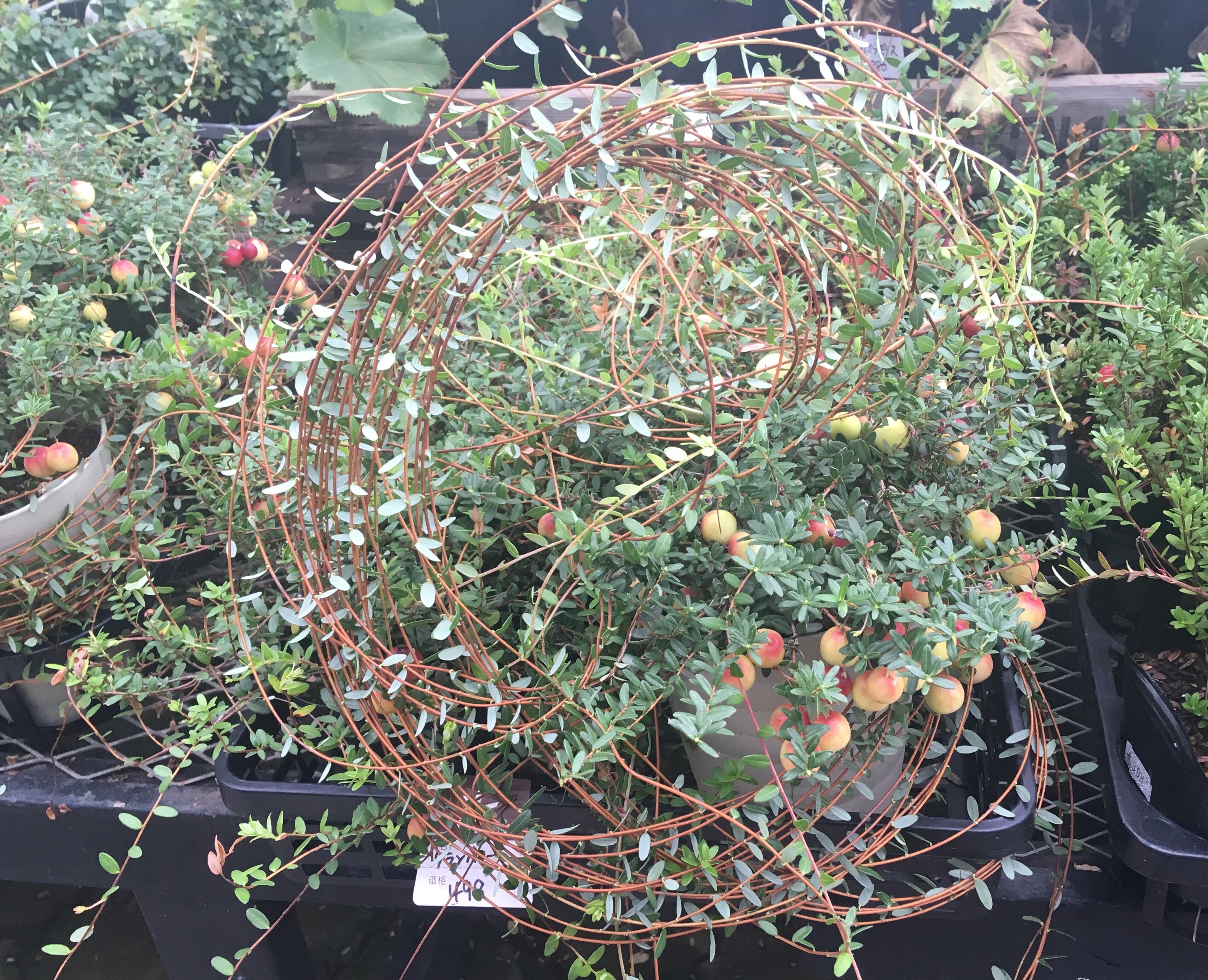 f:id:hukunekox:20190910034339j:image