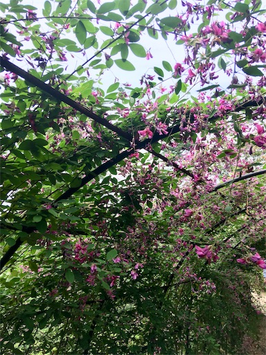 f:id:hukunekox:20190928180330j:image
