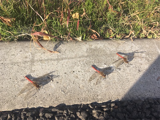 f:id:hukunekox:20191113125817j:image f:id:hukunekox:20191113125817j:image