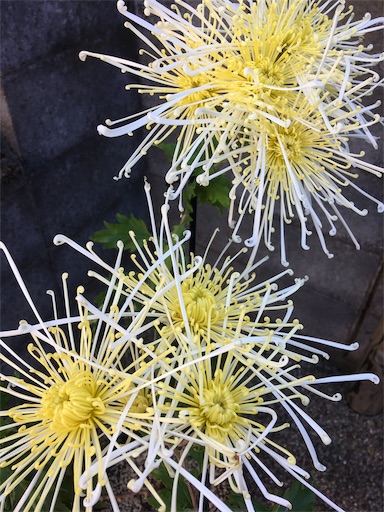 f:id:hukunekox:20191118175841j:image f:id:hukunekox:20191118175841j:image