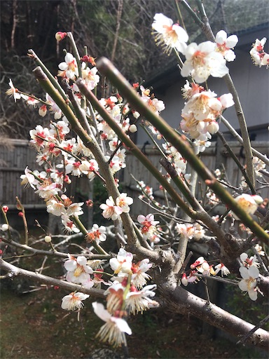 f:id:hukunekox:20200316131457j:image