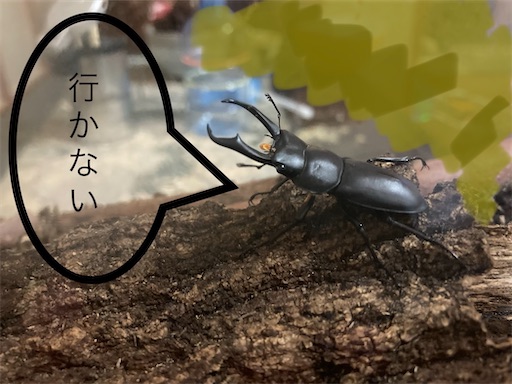 f:id:hukunekox:20200612005041j:image