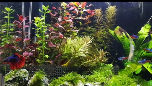 f:id:hukunekox:20200713193347j:image f:id:hukunekox:20200713193347j:image