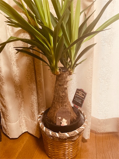 f:id:hukunekox:20200831170848j:image f:id:hukunekox:20200831170848j:image