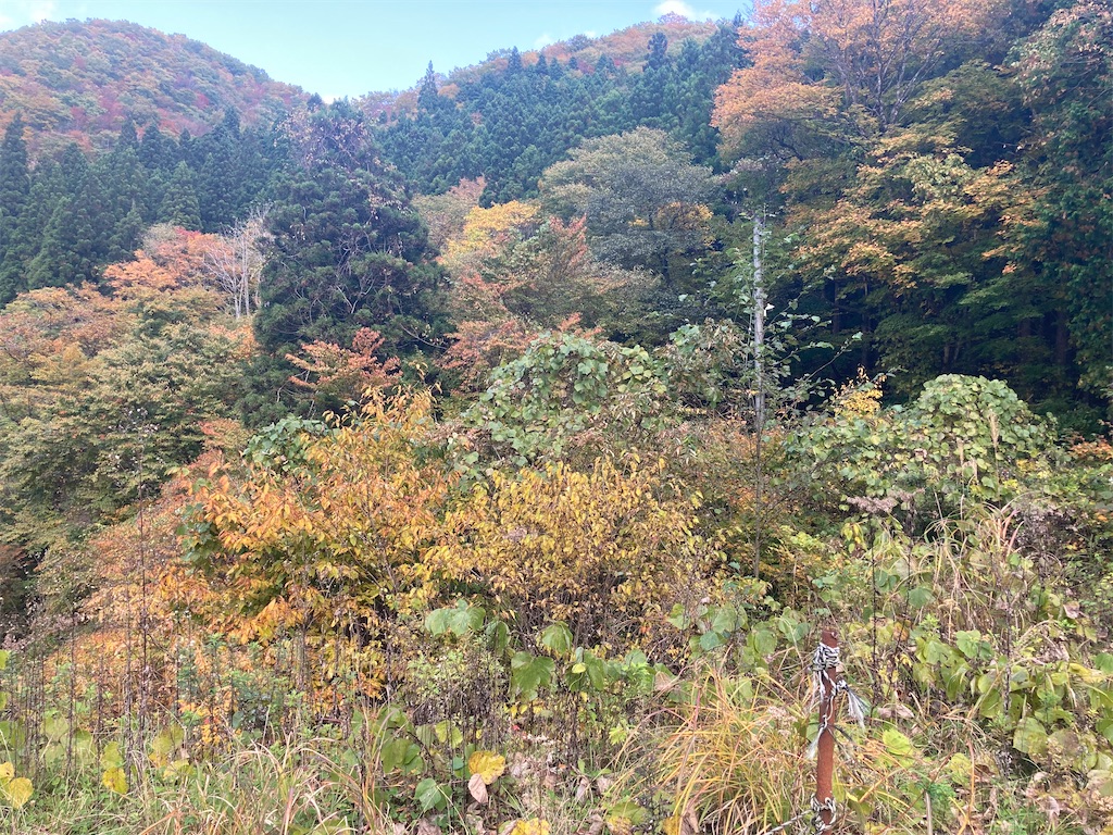 f:id:hukunekox:20201103132817j:image f:id:hukunekox:20201103132817j:image