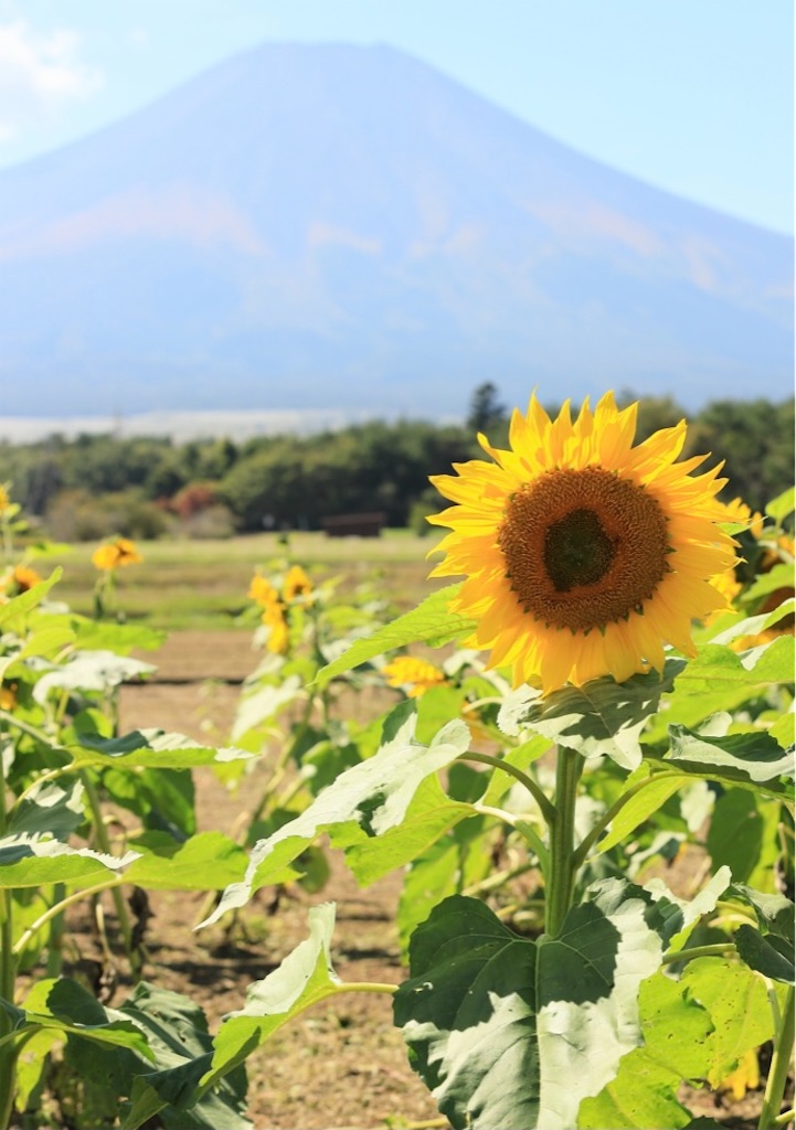 f:id:hukunekox:20211013121426j:image f:id:hukunekox:20211013121426j:image