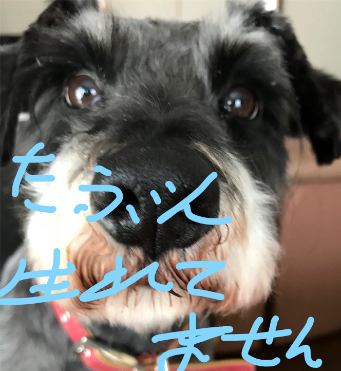 f:id:hukusuke39:20181004104653j:plain