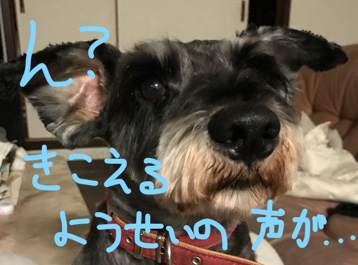 f:id:hukusuke39:20181015105058j:plain