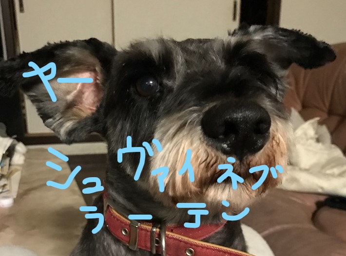 f:id:hukusuke39:20181023095934j:plain f:id:hukusuke39:20181023095934j:plain
