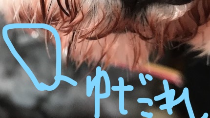 f:id:hukusuke39:20190204082524j:plain