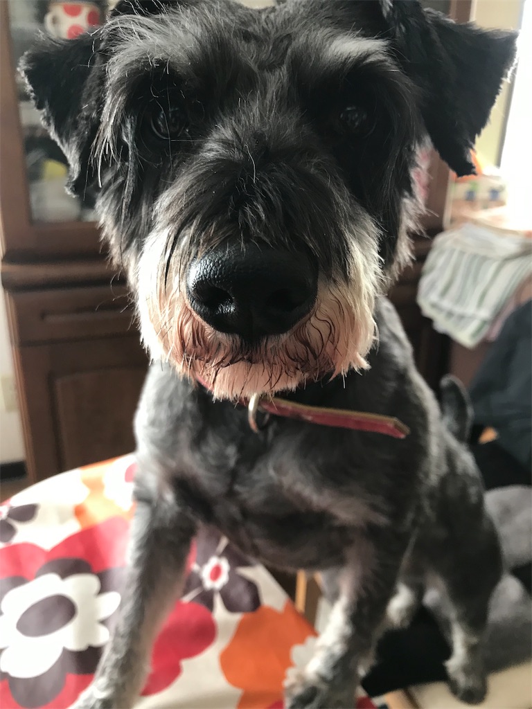 f:id:hukusuke39:20190205195238j:plain