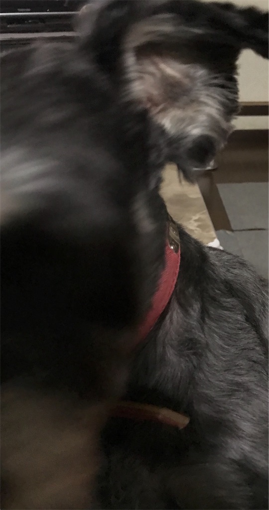 f:id:hukusuke39:20190207035156j:image