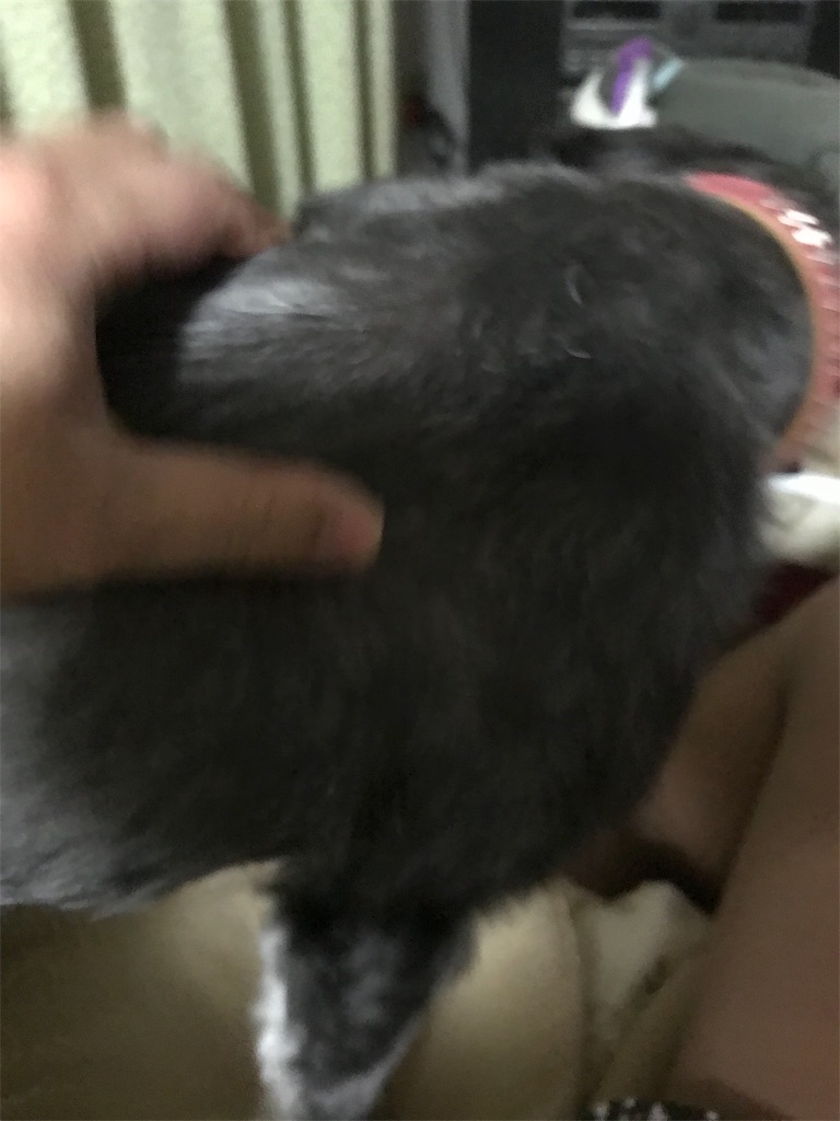 f:id:hukusuke39:20190214205109j:image