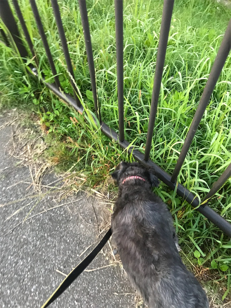 f:id:hukusuke39:20190618045521j:image
