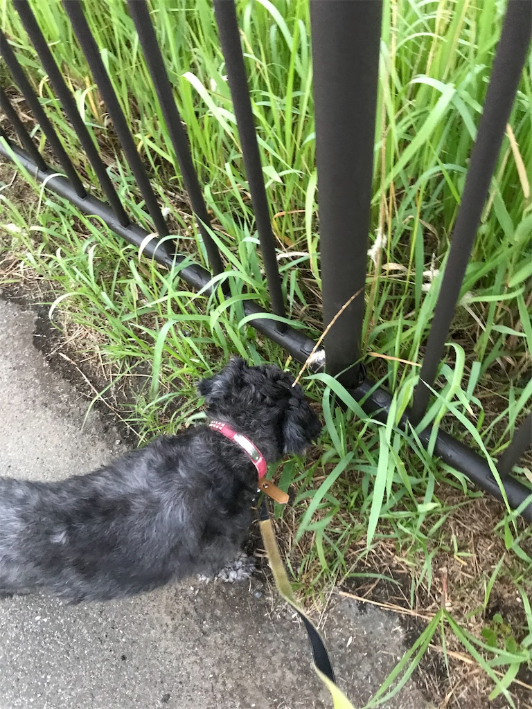 f:id:hukusuke39:20190626045855j:image f:id:hukusuke39:20190626045855j:image