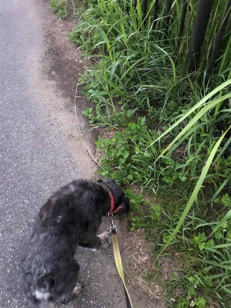 f:id:hukusuke39:20190627044842j:image