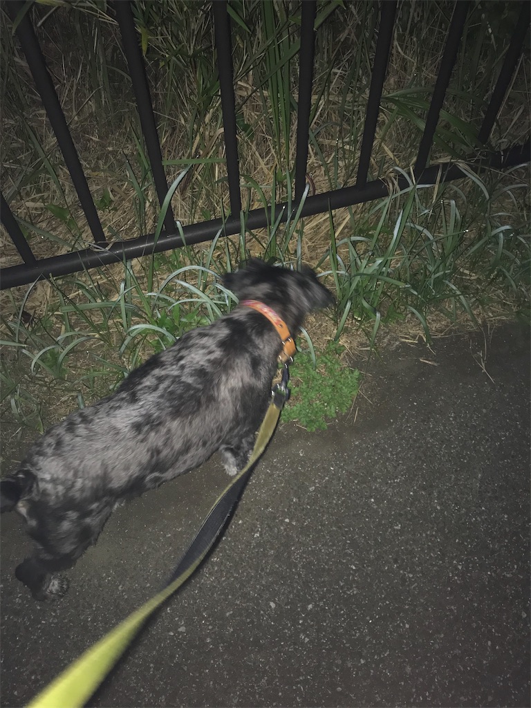 f:id:hukusuke39:20190802043749j:image