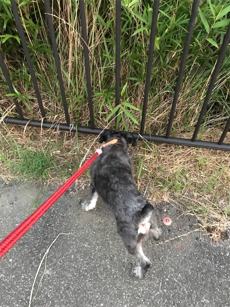 f:id:hukusuke39:20190818060726j:image