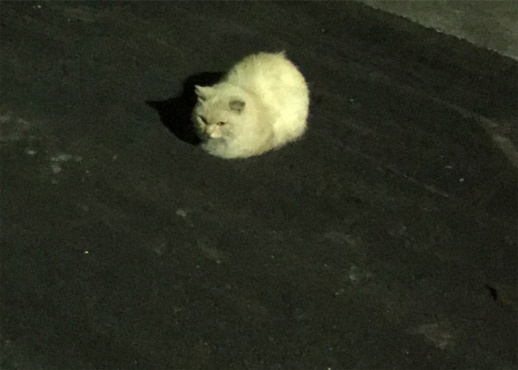 f:id:hukusuke39:20191007044157j:image