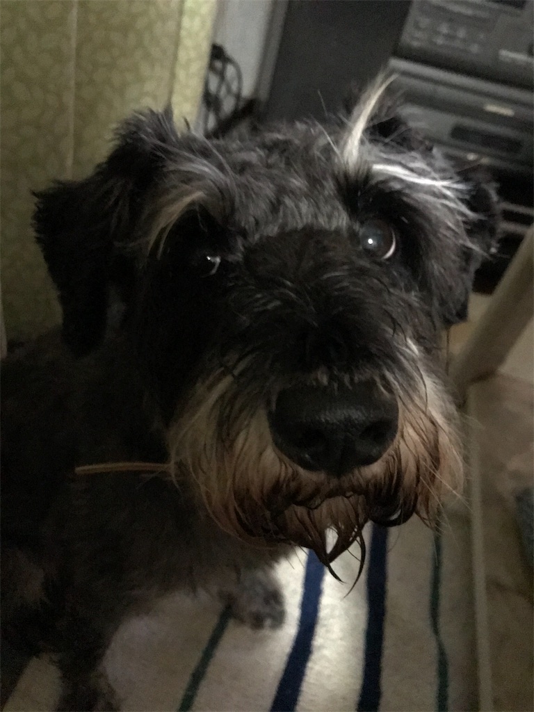 f:id:hukusuke39:20191121203622j:image f:id:hukusuke39:20191121203622j:image