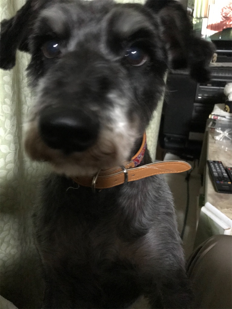 f:id:hukusuke39:20200325053325j:image