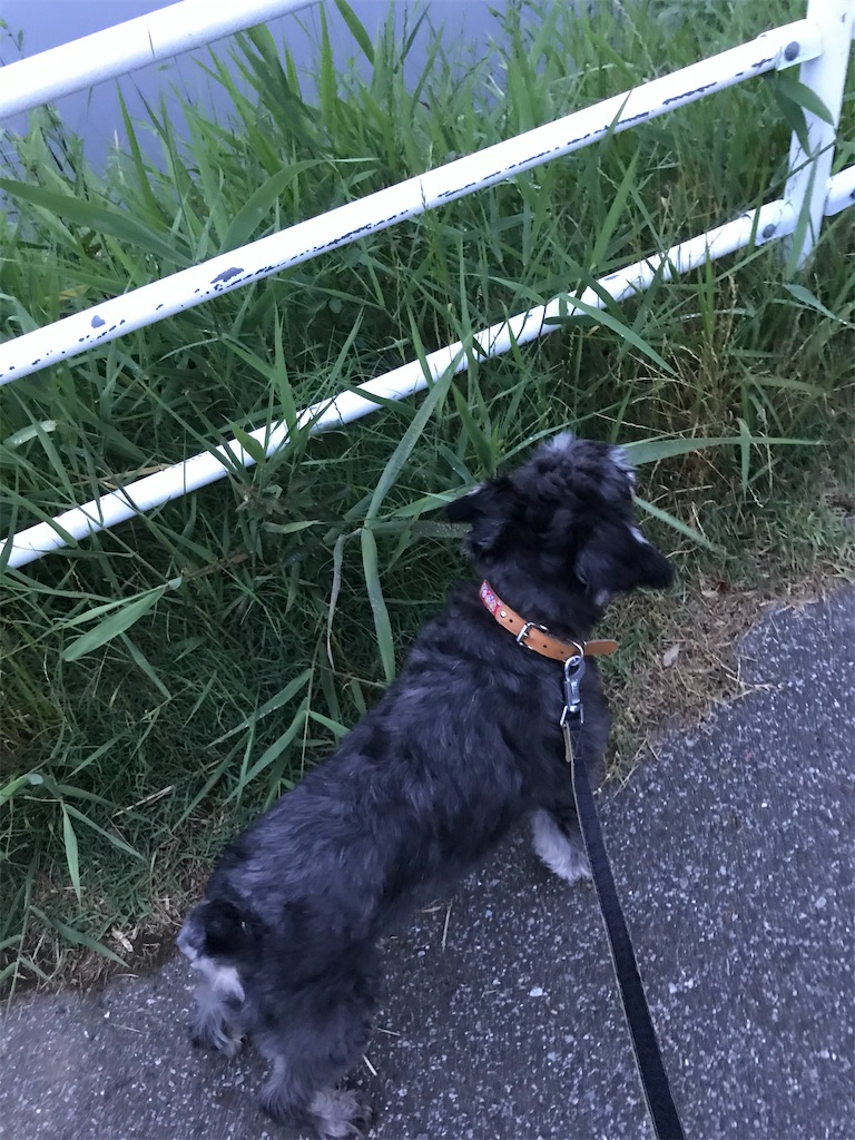 f:id:hukusuke39:20200607093937j:image