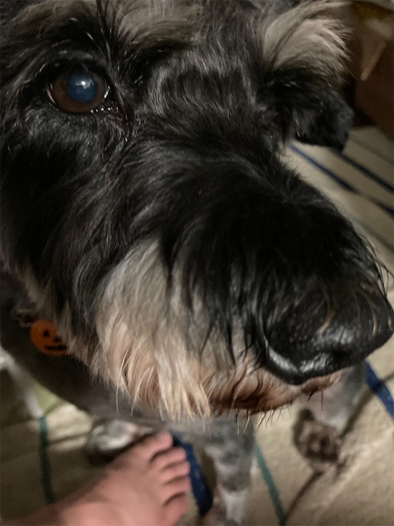 f:id:hukusuke39:20221130184732j:image f:id:hukusuke39:20221130184732j:image